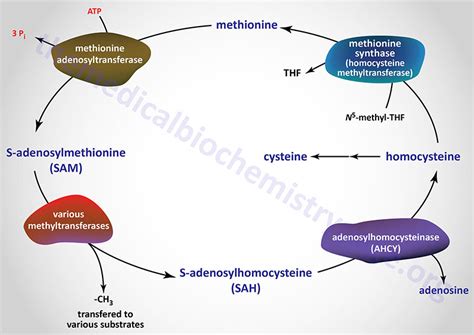 Amino Acid Biosynthesis and Catabolism - The Medical Biochemistry Page