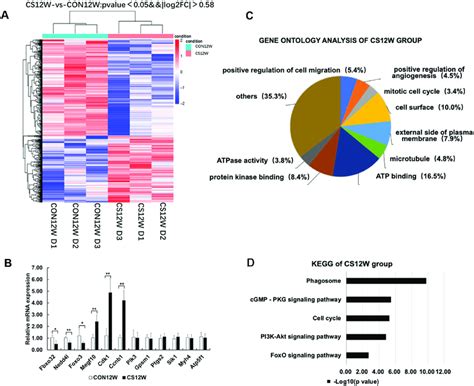 Hierarchical Clustering Go Ontology Kegg Pathway Analysis And Download Scientific Diagram