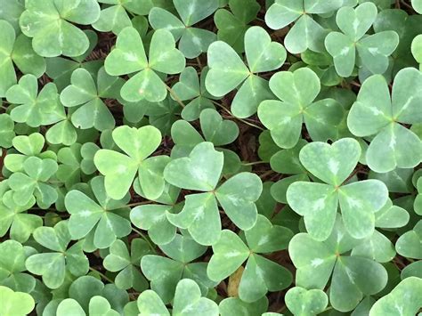 African Plants
