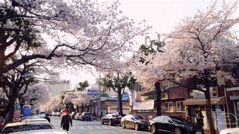 [TRAZY] A Glimpse into Jinhae Cherry Blossom Festival 2019 - KAvenyou.com