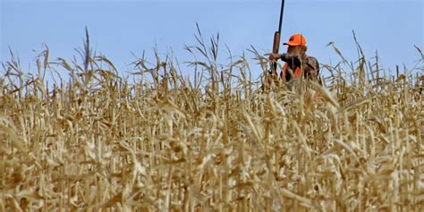 Opening Days Of Pheasant Hunting Season Yield Mixed Results | Aberdeen Insider