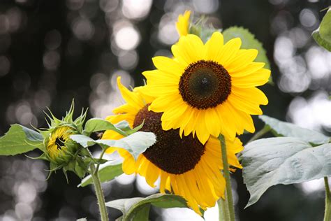 Poze Natură Plantă Petală A Inflori Vară Verde Botanică