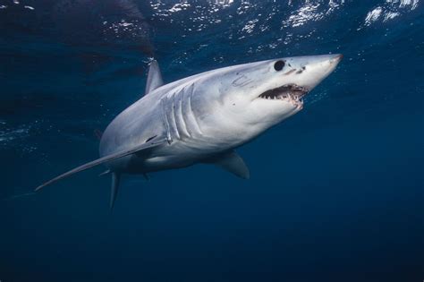 10 Endangered Shark Species You Should Know