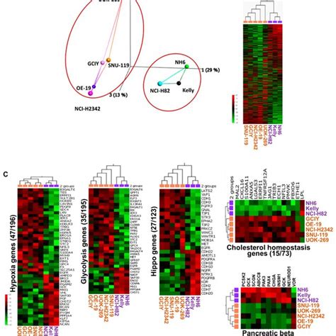 Differential Expression Analysis Of Nampt Inhibitors Sensitive And