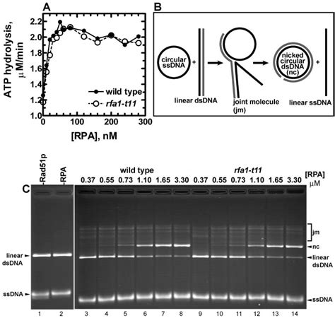 When Rad Protein Is Preassembled On Ssdna Rpa Rfa T Stimulates