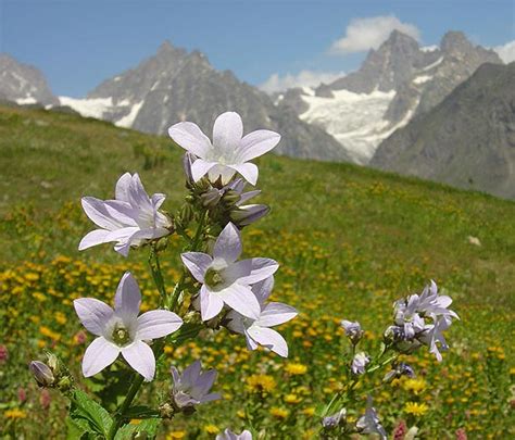 Mountain Flowers of Georgia