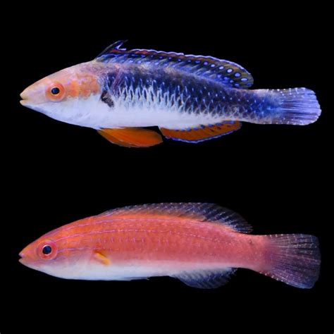 Monsoon Fairy Wrasse Pair Wrasse Geemarine