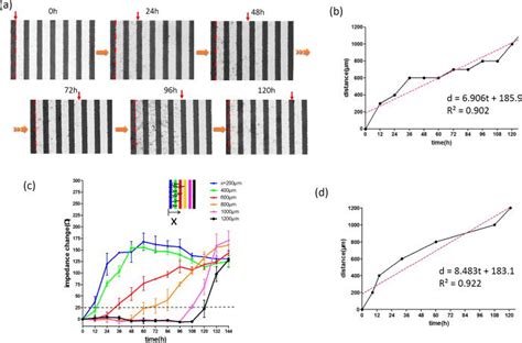 Analyses of cell migration activity. (a) Successive images of cell... | Download Scientific Diagram