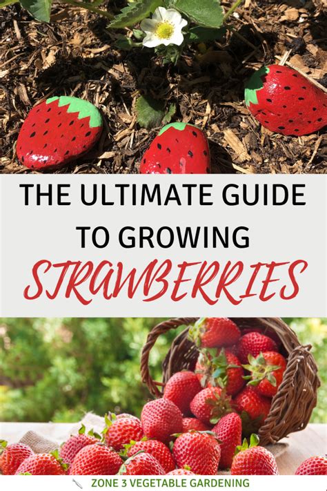 Everything You Need To Know To Grow A Strawberry Patch In 2024