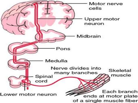 C Oncept Of Upper And Lower Motor Neuron