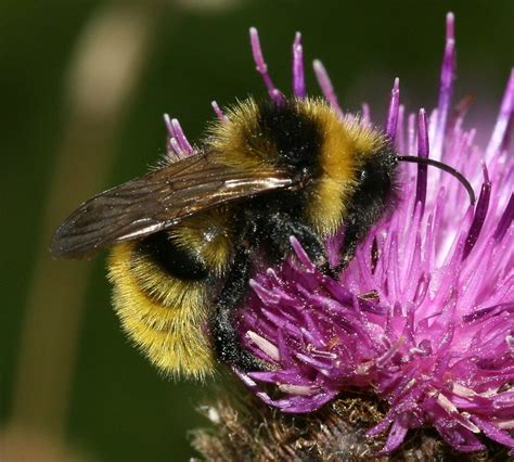 Field Cuckoo Bumblebee Bombus Campestris Bee Life