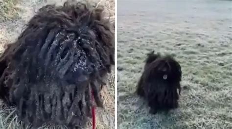 Cómo hacer rastas a un perro de aguas Vimar Alfambra