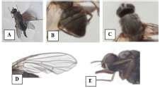 Haematobia Irritans Was Observed In Infested Beef Cattle A General