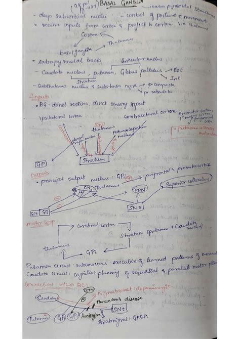 Solution Basal Ganglia Studypool