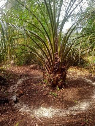 Jangan Berlebihan Begini Dosis Pupuk Yang Tepat Sesuai Usia Sawit