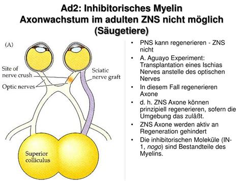 Ppt Axonwachstum Und Regeneration Vorlesung Ws Powerpoint