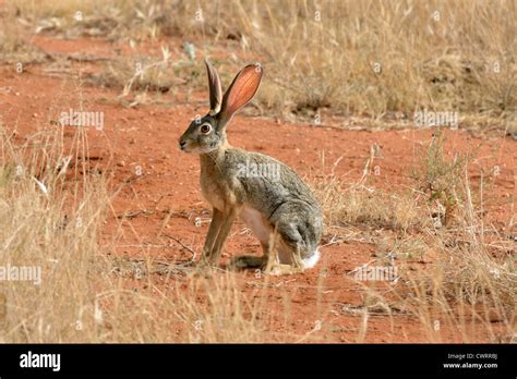 African Hare Stock Photo 50310390 Alamy