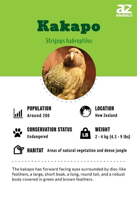 Kakapo - A-Z Animals