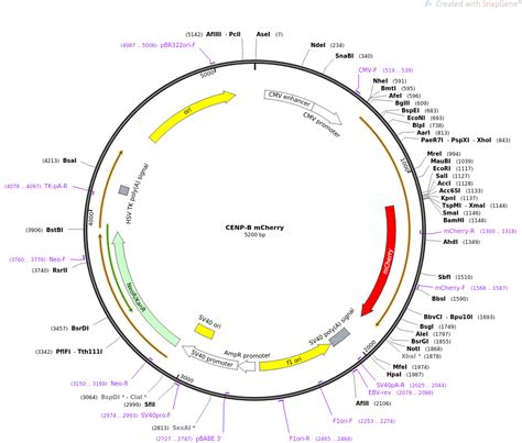 Addgene Cenp B Mcherry