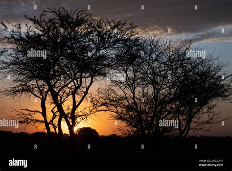 African acacia tree sunset serengeti hi-res stock photography and images - Alamy