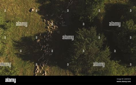 Aerial view of sheep herd Stock Photo - Alamy