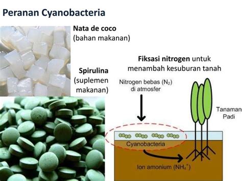 Bab Archaebacteria Dan Eubacteria Ppt