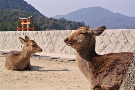 宮島の鹿 Japaneseclass Jp