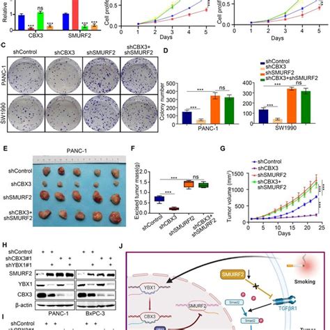 The YBX1 CBX3 Axis Promotes Tumor Growth Via Suppressing SMURF2 In