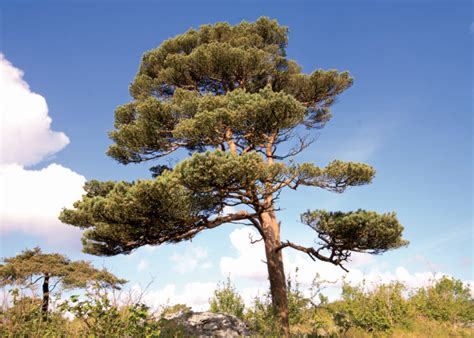 25 Most Popular Types Of Pine Trees Grown In The Uk The Arches