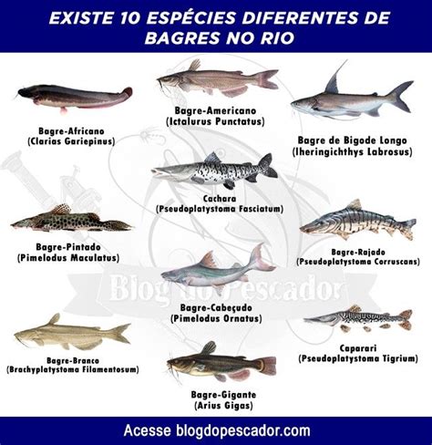 10 Tipos de peixes bagres do rio: características, habitat, informações ...