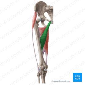 Adductor longus muscle: Origin, insertion, function | Kenhub