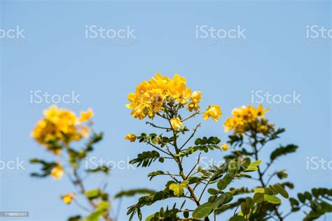 Bunga Kuning Cassia Surattensis Genus Tanaman Berbunga Dalam Keluarga