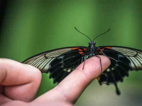 Descubre El Significado De Las Mariposas Naranjas Y Negras En Forma