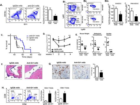 Depletion Of Cd B D Gr D Myeloid Cells By Anti Gr Monoclonal