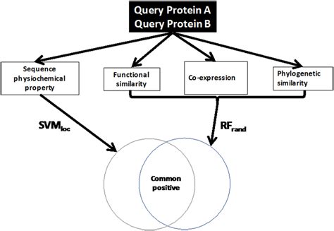 The Schematic Workflow Of Protein Protein Interaction Prediction By