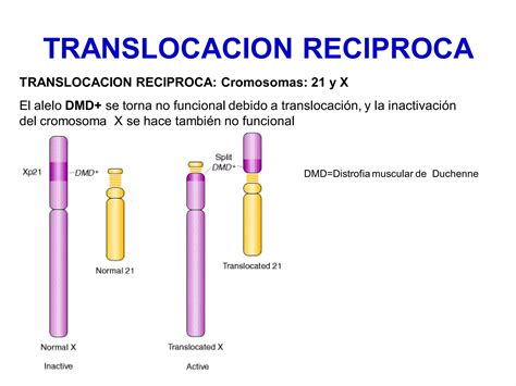 03 alteraciones cromosómicas estructurales PPT