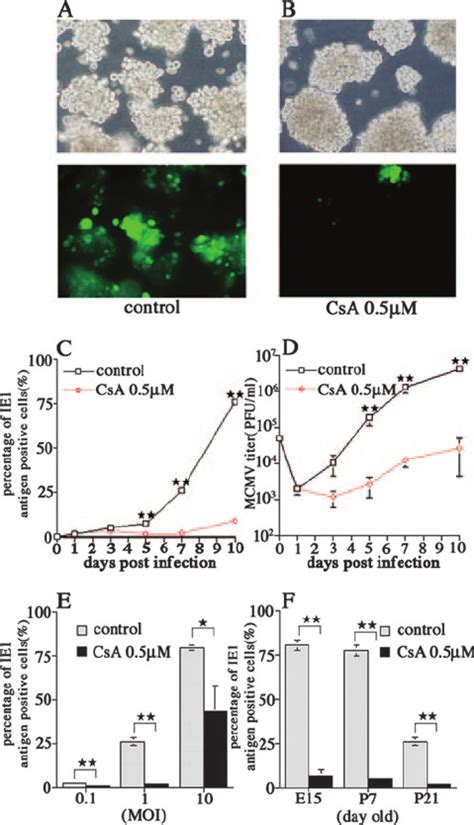 Suppression Of Mcmv Replication By Cs In Nspc Cultures A And B