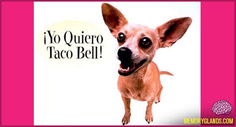 Taco Bell Chihuahua : Memory Glands – Funny Nostalgic Photos