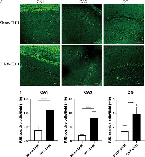 Frontiers The Role Of Sex And Ovarian Hormones In Hippocampal Damage