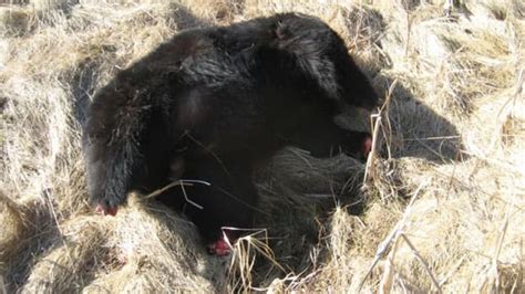 Case Of Bear Carcass With Missing Parts Still Unsolved Cbc News