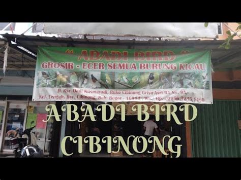 Abadi Bird Cibinong Selasa Youtube