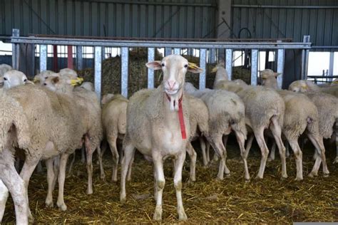 How To Start Sheep Farming From Scratch A Detailed Guide For Beginners