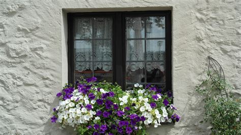 Gratis billeder plante hvid blomst lilla vindue gammel væg