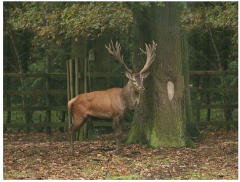 Servietten Mit Jagdmotiv Hirsch Jagdartikelshop Eu