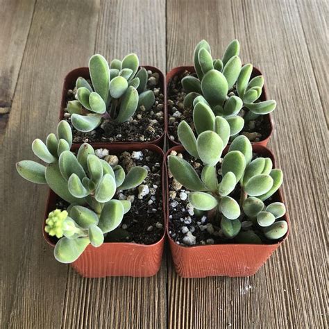 Fuzzy Crassula Congesta 2 Inch Premium Succulents Direct From The Nursery