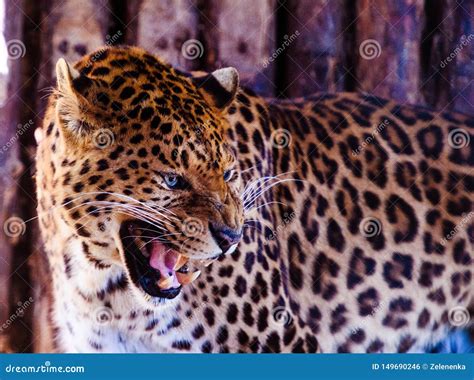 Portrait of a Beautiful Leopard. Big Cat Stock Photo - Image of ...