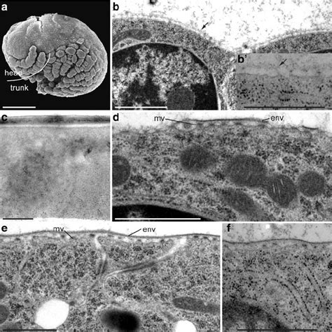 Extracellular Matrix Ecm Before Cuticle Differentiation And The