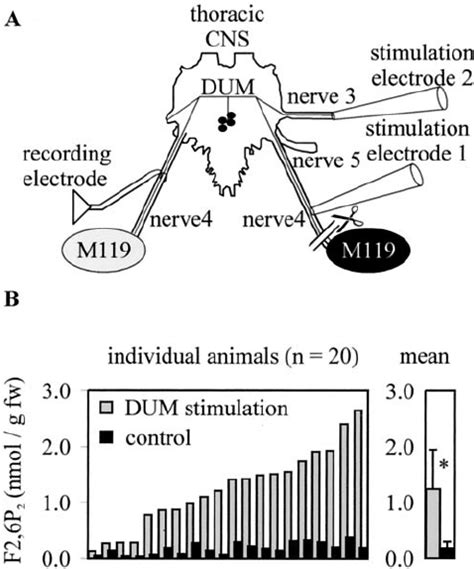 Effects Of Dum Neuron Activity On The Glycolytic Activator F P In