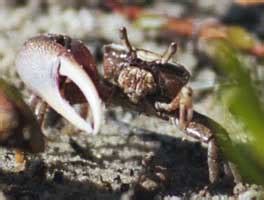 Leptuca Pugilator Atlantic Sand Fiddler Crab