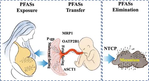 Assessment Of Fetal Exposure And Elimination Of Perfluoroalkyl And